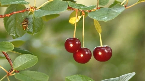 Cherries and a wasp. Close-up. Видео 70193025