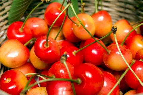 Cherries in a Basket Close Up 写真素材