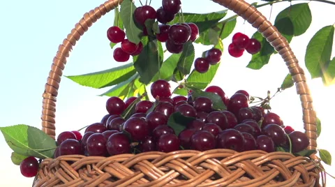 Cherries in a basket closeup Video stock 54936249