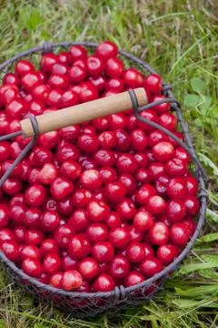 Cherries in basket Stock Photos