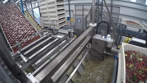 Cherries being washed Stock Footage 85481391