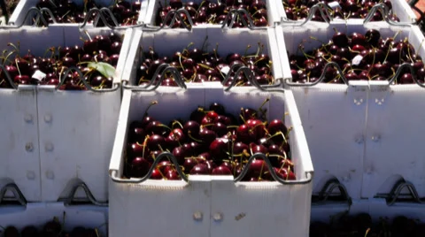 Cherries in bins Stock Footage 34211199
