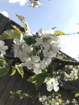 Cherries bloom in spring Foto stock
