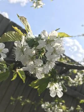 Cherries bloom in spring Stock Photos