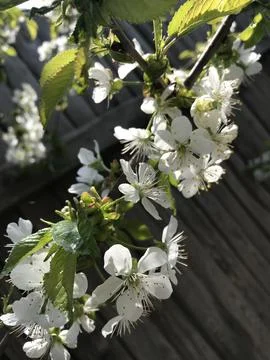 Cherries bloom in spring Foto stock