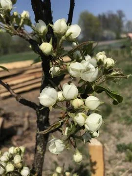 Cherries bloom in spring Stock Photos