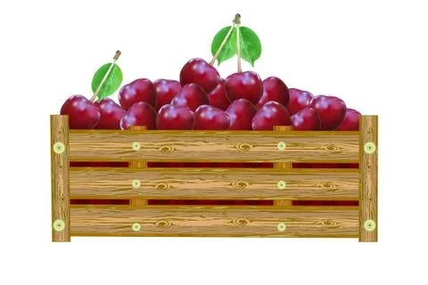 Cherries in box isolated on white background. Crate of juicy berries. Stock Illustration