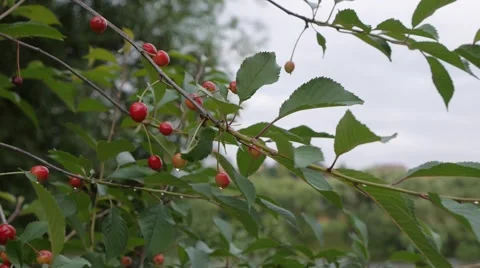 Cherries on the branch after the rain Stock-Footage 51663507
