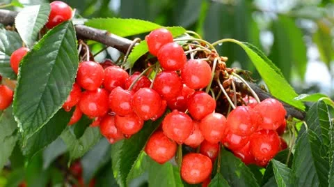 Cherries on the branch Stock Footage 11510665