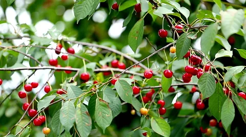 Cherries on branch Stock Footage 52197697