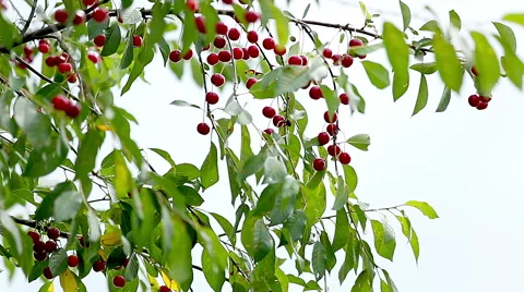 Cherries on a branch Stock Footage 52197775