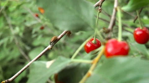 Cherries on a branch Stock Footage 68190816