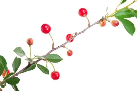 Cherries on a branch Stock Photos
