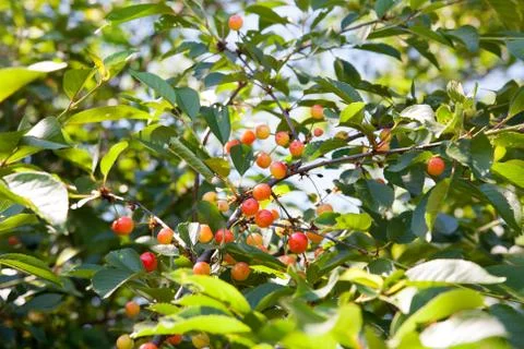 Cherries on a branch Stock Photos