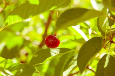 Cherries on a branch Stock Photos