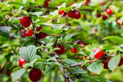 Cherries on the branch Stock-Fotos