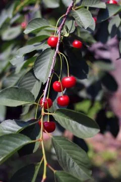 Cherries on a branch Foto stock