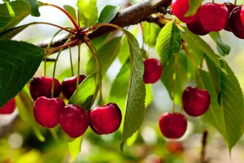 Cherries on a Branch Stock Photos