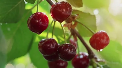 Cherries on a branch in the rain Stock Footage 202593386