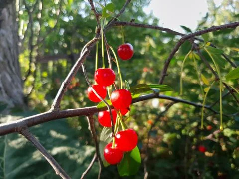 Cherries on a branch by a tree Stock Photos