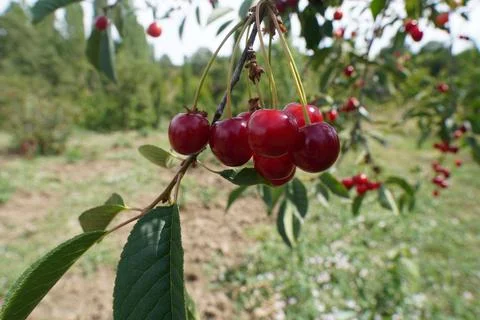 Cherries on the branch of the tree Stock Photos