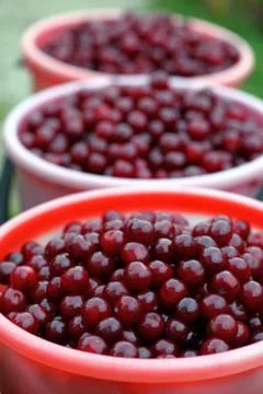 Cherries in buckets Stock Photos