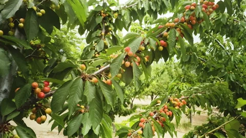 Cherries at a cherry branch starting coloring at spring Stock Footage 214376701