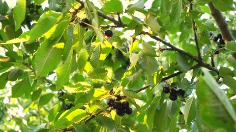 Cherries on Cherry Tree Close Up Stock Footage 96845115