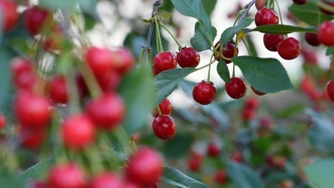 Cherries on a cherry tree Stock Footage 91226225