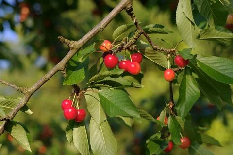 Cherries on a cherry tree Stock Photos