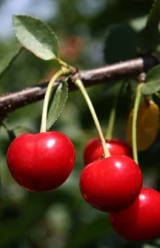 Cherries close up Stock Photos