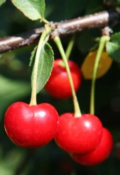 Cherries close up Stock Photos