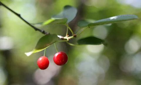 Cherries close up Stock Photos