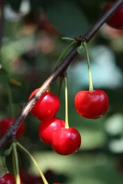 Cherries close up Stock Photos