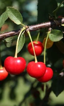 Cherries close up Stock Photos
