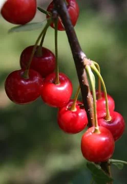 Cherries close up Stock Photos