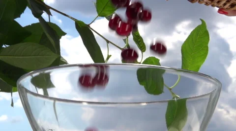 Cherries falling into glass dish Stock-Footage 55392580