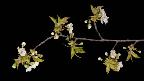 Cherries flower buds ALPHA matte, FULL HD. (Prunus avium), timelapse Video stock 106744094