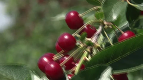Cherries Stock Footage 24885711