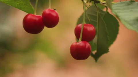Cherries Stock-Footage 36689164