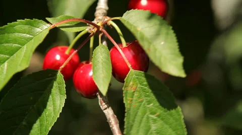 Cherries 스톡 동영상 38567019