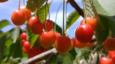 Cherries Stock Footage 90527779