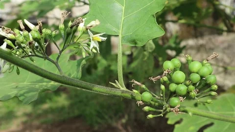 Cherries Stock Footage 237356238