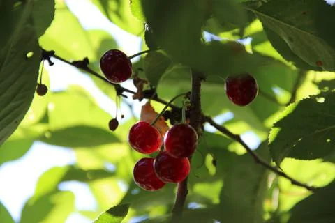 Cherries in the garden Stock-Fotos
