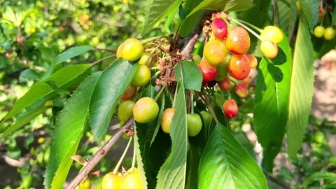 Cherries grow on a tree Stock Footage 199505799