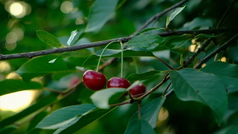 Cherries grow on a tree. Selective focus. Stock Footage 224453825