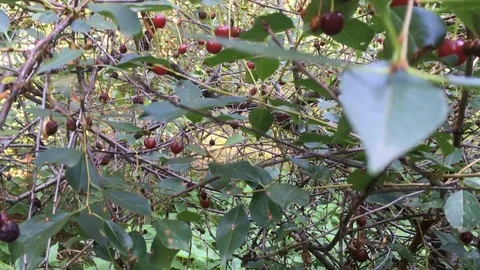 Cherries growing on a green tree branch, waving on the wind, on a sunny day Stock Footage 114601248