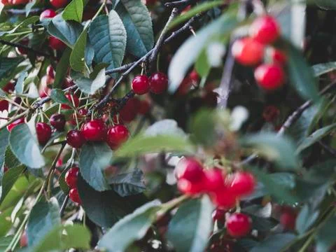 Cherries growing on a tree Stock Photos