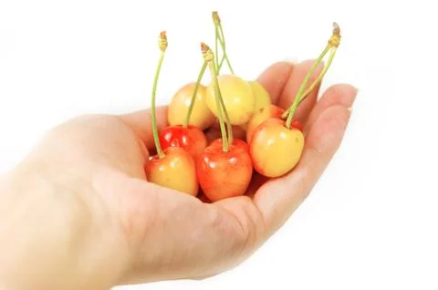 Cherries in hand Stock Photos
