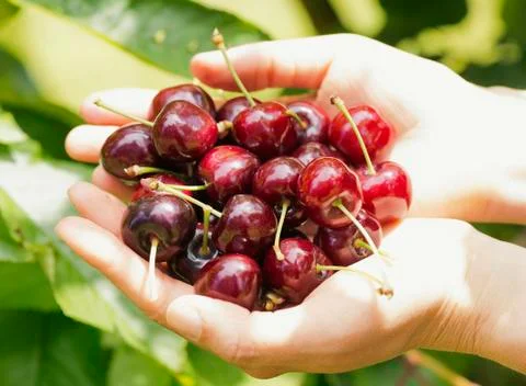 Cherries in the hands Stock Photos